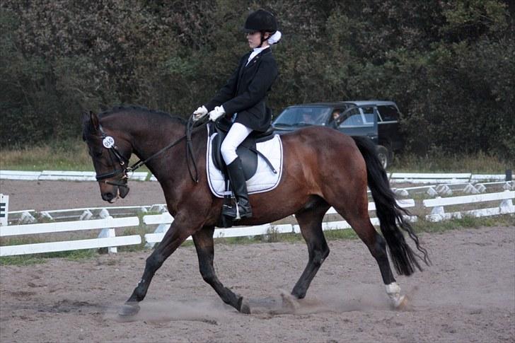 Anden særlig race Bakkelys Felur *Solgt* - Taget af Michelle Greve Nielsen<3 TAK  billede 18