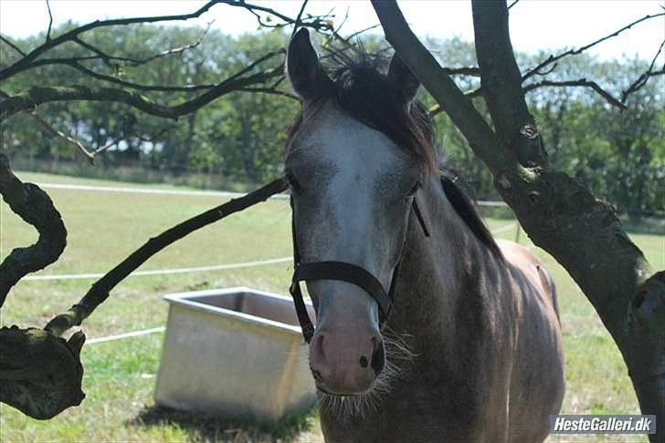 Anden særlig race Caliano *Solgt* billede 3