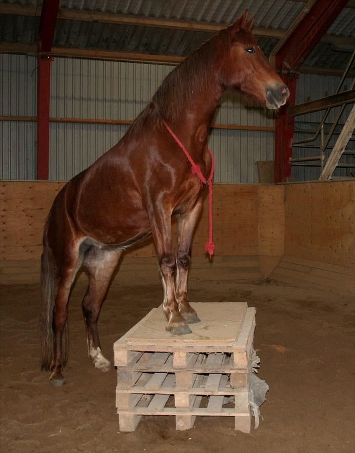 Welsh Cob (sec D) Addyene  billede 16