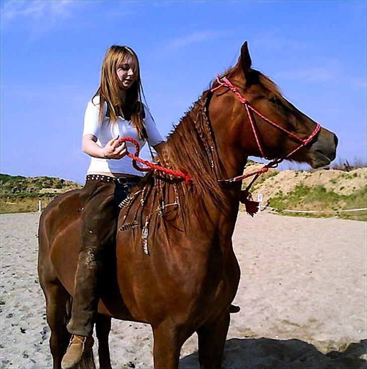 Welsh Cob (sec D) Addyene  billede 17