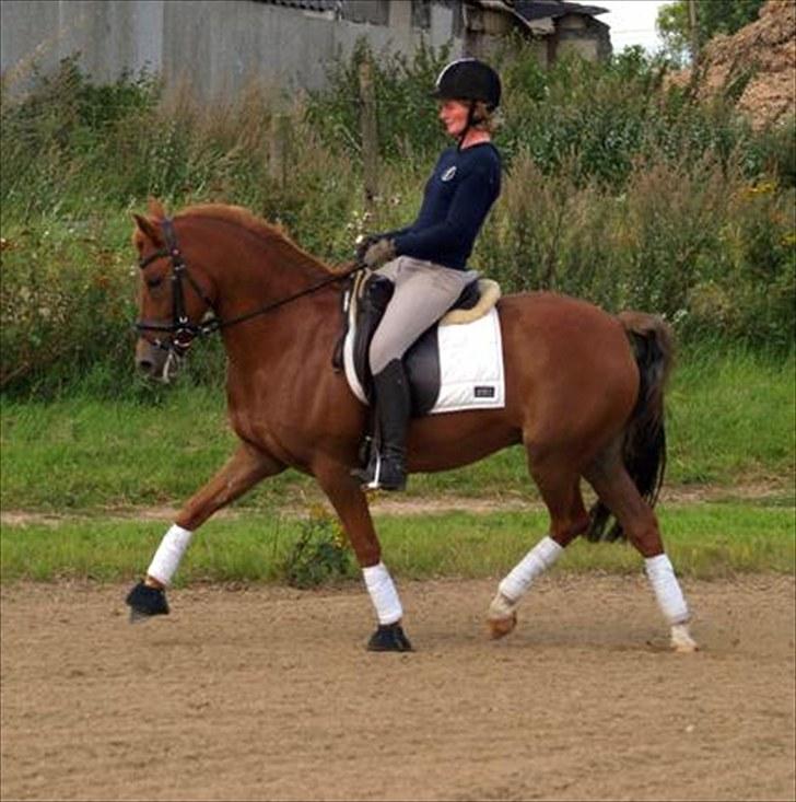 New Forest kantjes raimon billede 16