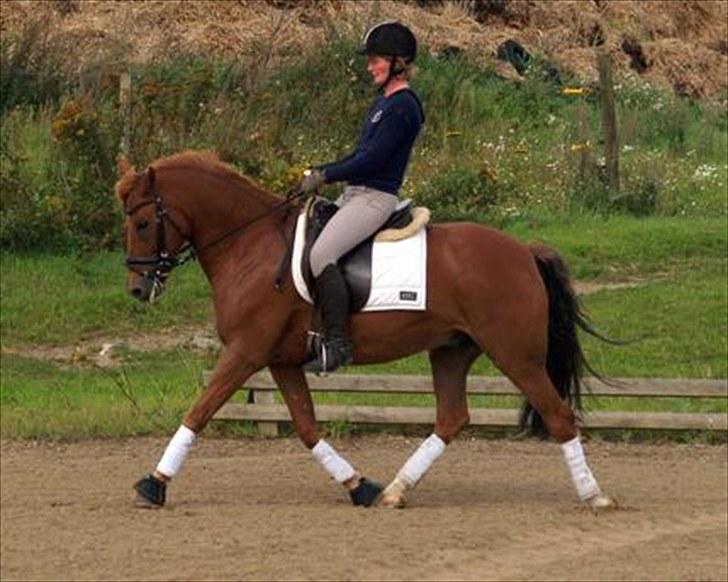 New Forest kantjes raimon billede 17