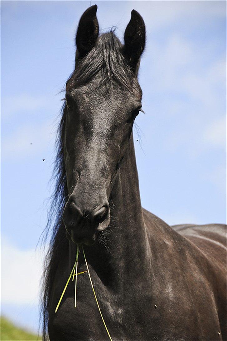 Frieser Ziara - Min smukke hest :) billede 1
