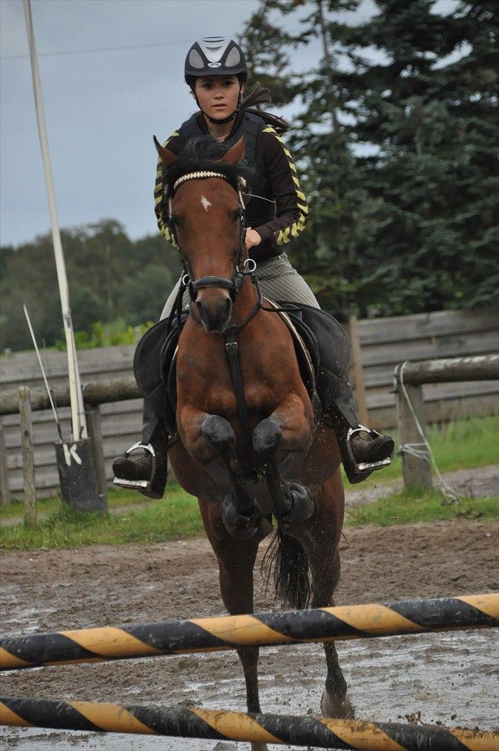 Hollandsk Sportspony Karlien. <3 *b-pony* - 19) haha! :D billede 19