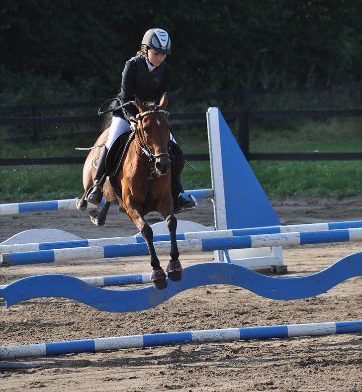 Hollandsk Sportspony Karlien. <3 *b-pony* - 1) Velkommen til karliens profil. Smid en kommentar og en bedømmelse med på vejen :) 
NSR, 2010. billede 1