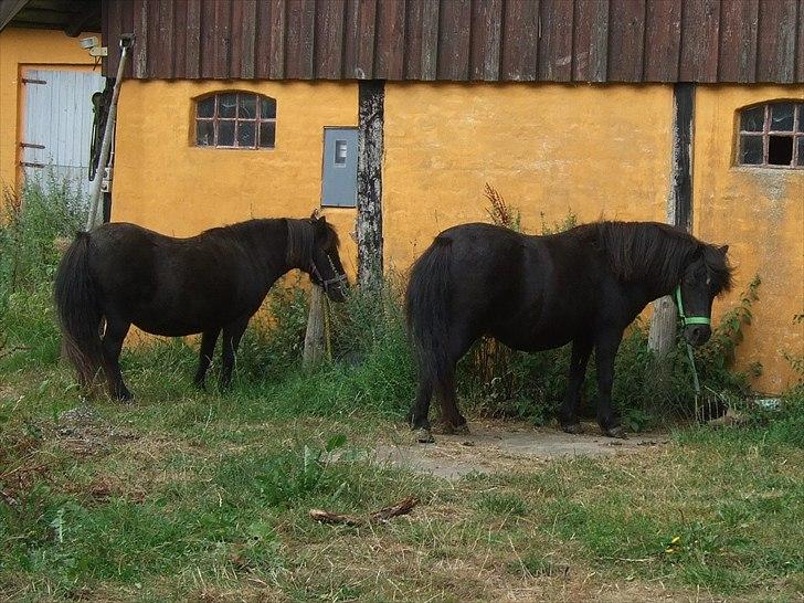 Shetlænder Lotte billede 2