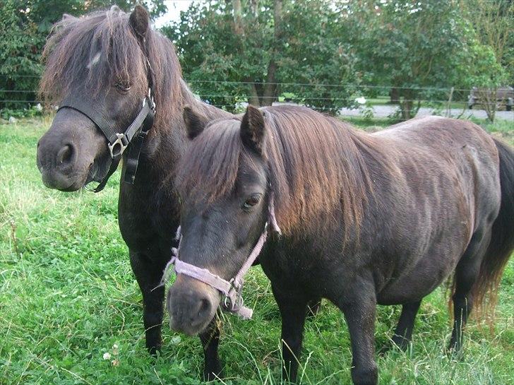 Shetlænder Lotte billede 3