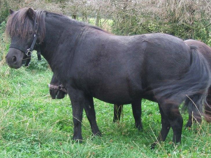 Shetlænder Lotte billede 4