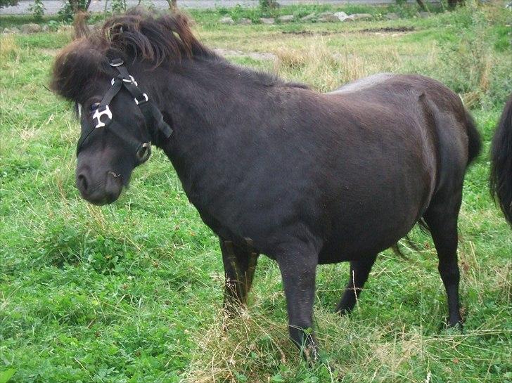 Shetlænder Lotte billede 5