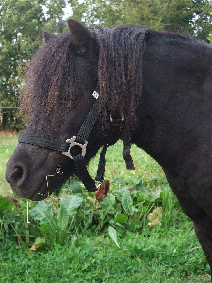 Shetlænder Lotte billede 6