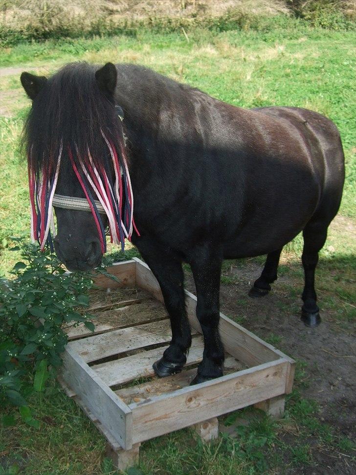 Shetlænder Lotte billede 7