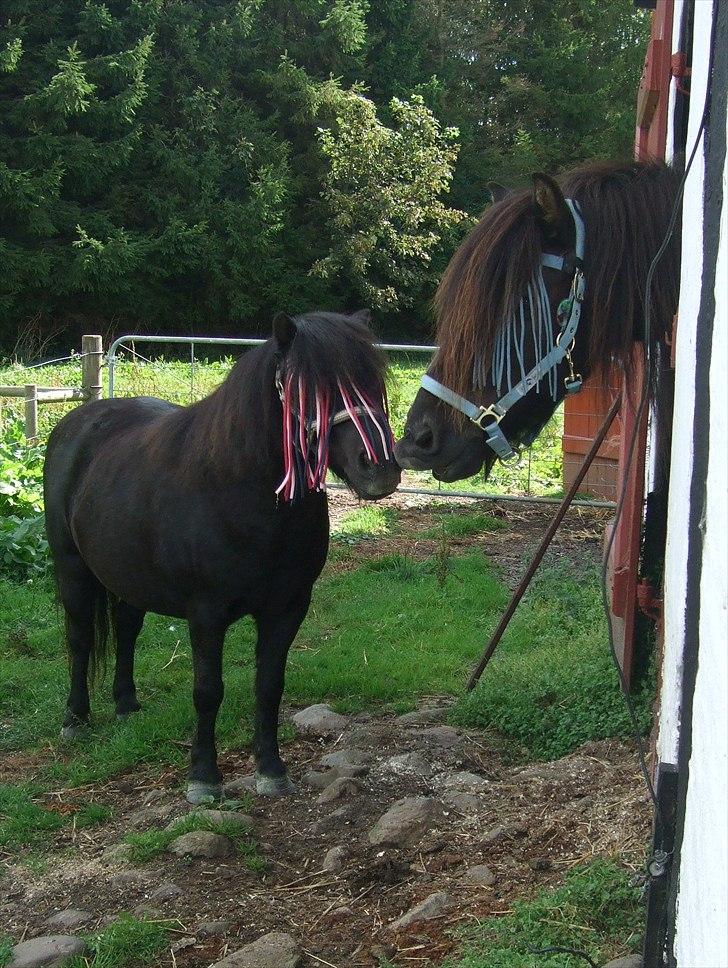 Shetlænder Lotte billede 8