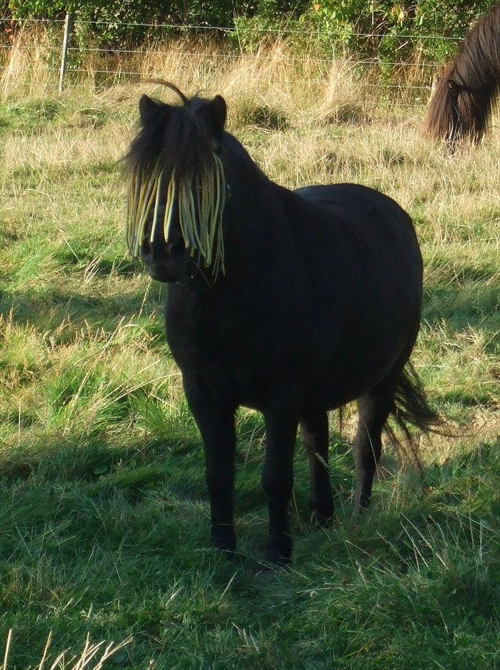 Shetlænder Lotte billede 9