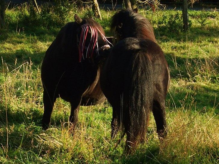 Shetlænder Lotte billede 10