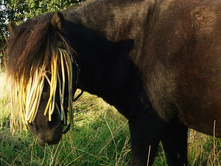 Shetlænder Lotte billede 11