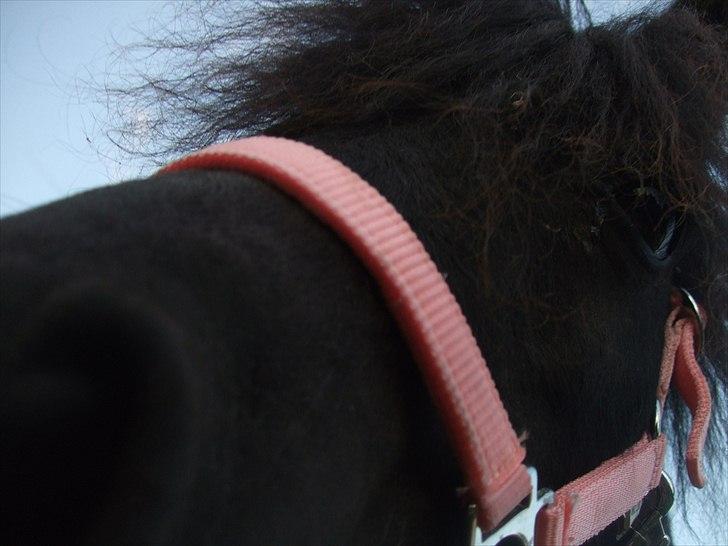 Shetlænder Lotte billede 12