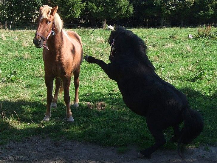 Shetlænder Lotte billede 13