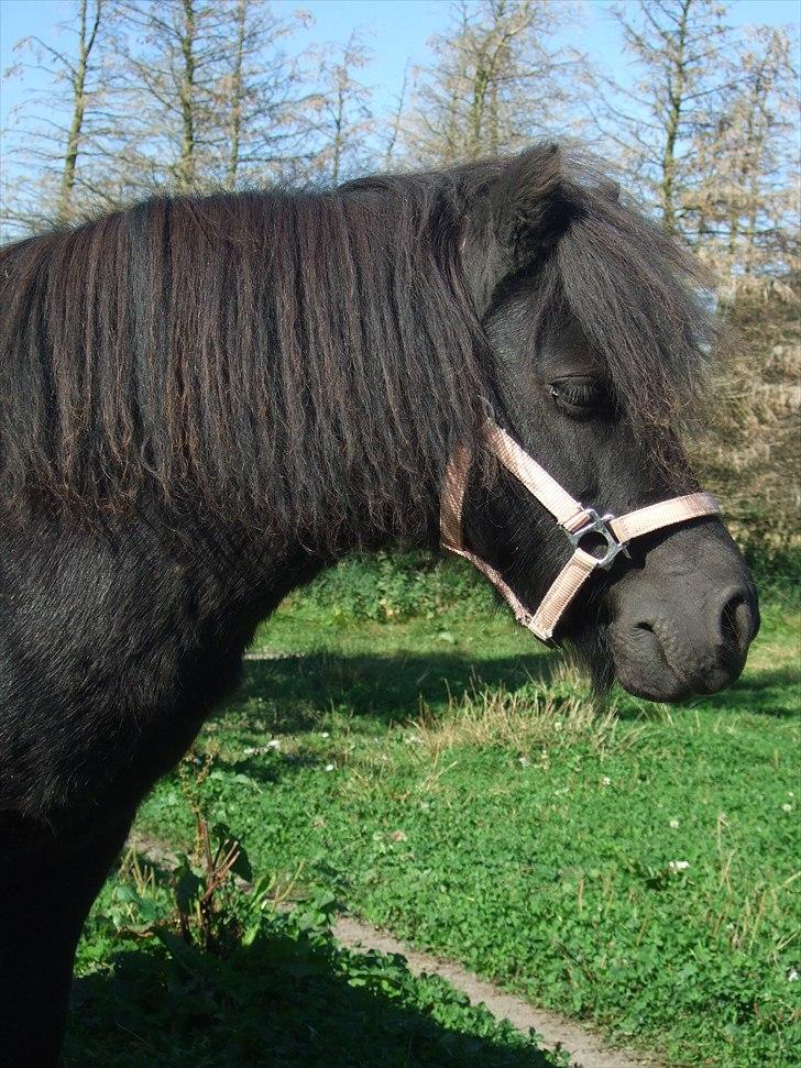 Shetlænder Lotte billede 14
