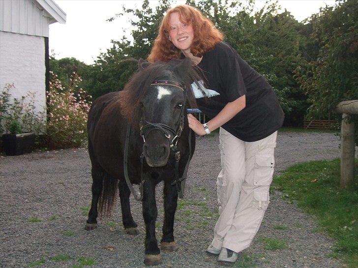 Shetlænder Lotte billede 15