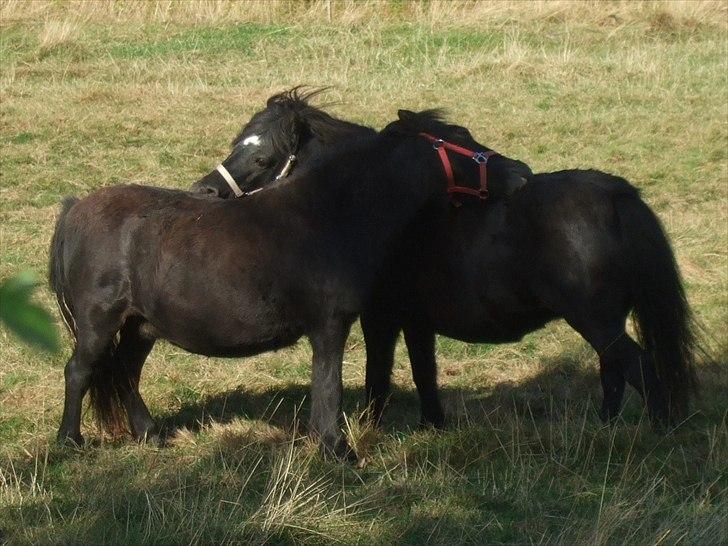 Shetlænder Lotte billede 16