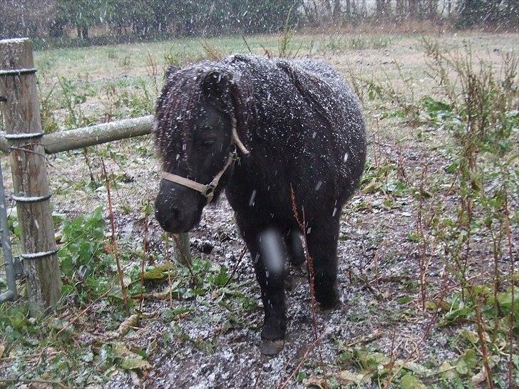 Shetlænder Lotte billede 17