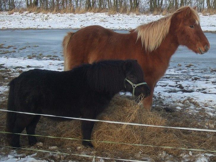 Shetlænder Lotte billede 18