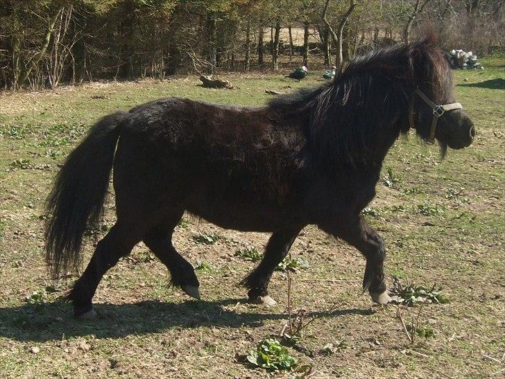 Shetlænder Lotte billede 19