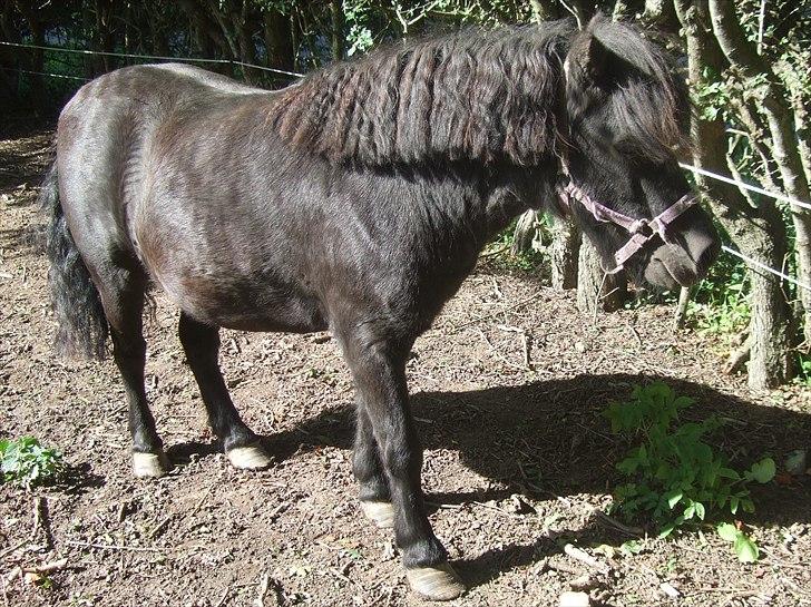 Shetlænder Lotte - Vrinsk fra Lotte, tak fordi i kiggede forbi :) billede 20