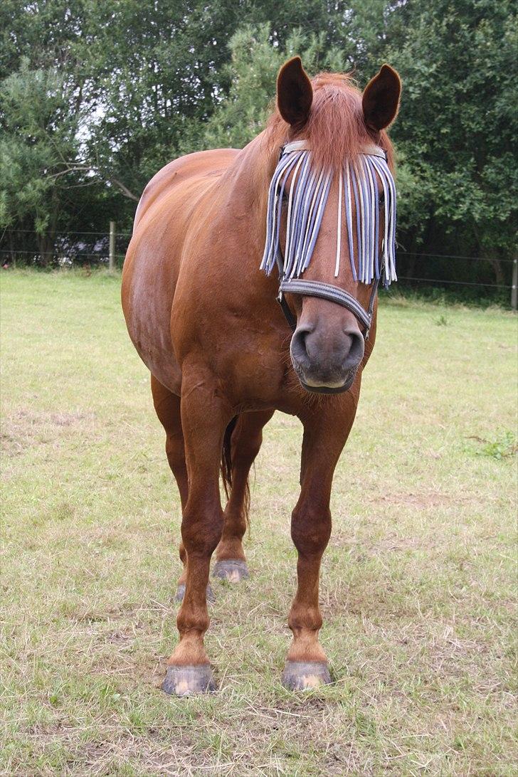 Anden særlig race Sensor-*R.I.P-13/04-2011* billede 1