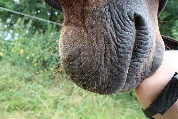 Anden særlig race Sensor-*R.I.P-13/04-2011* billede 11