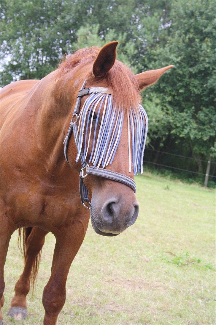 Anden særlig race Sensor-*R.I.P-13/04-2011* billede 12