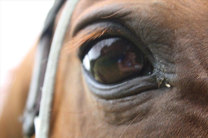 Anden særlig race Sensor-*R.I.P-13/04-2011* billede 13