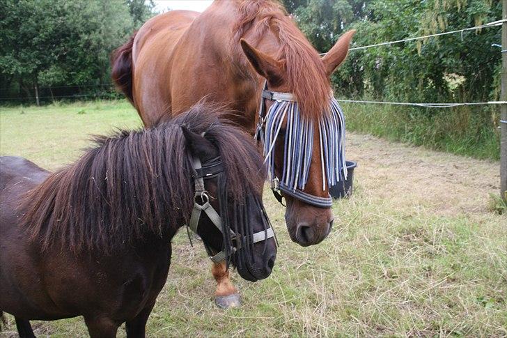 Anden særlig race Sensor-*R.I.P-13/04-2011* billede 14