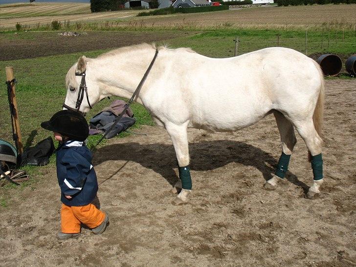 Welsh Pony (sec B) Prinzess of Beauty queen ( Pony) R.I.P billede 8