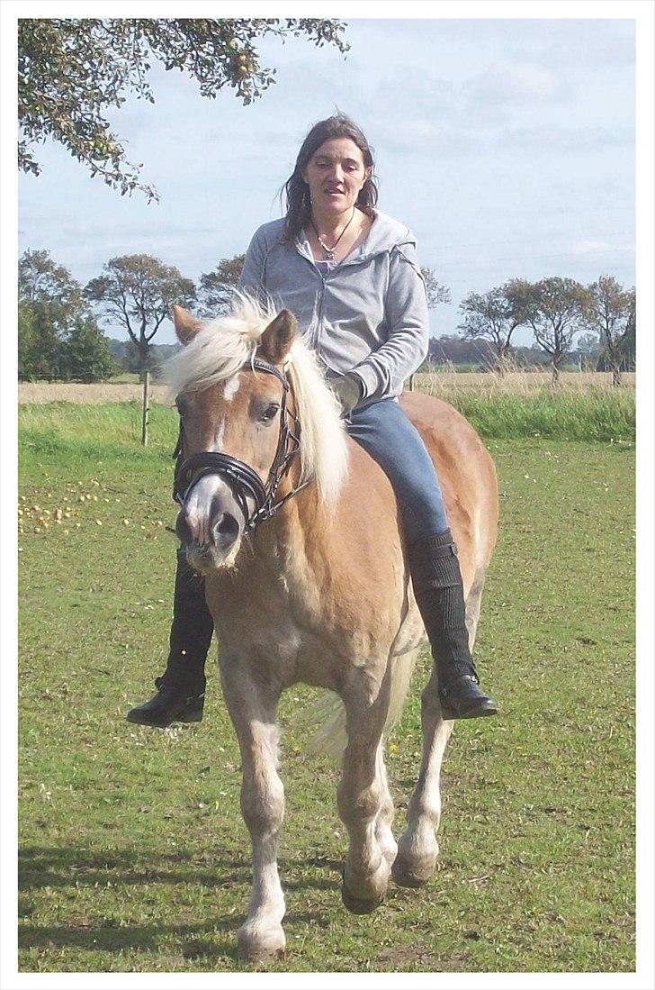 Tyroler Haflinger Nuser. billede 10