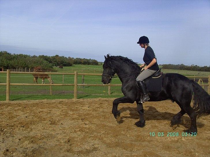 Frieser Gerlof s Avl´s Hingst (R.I.P) billede 2