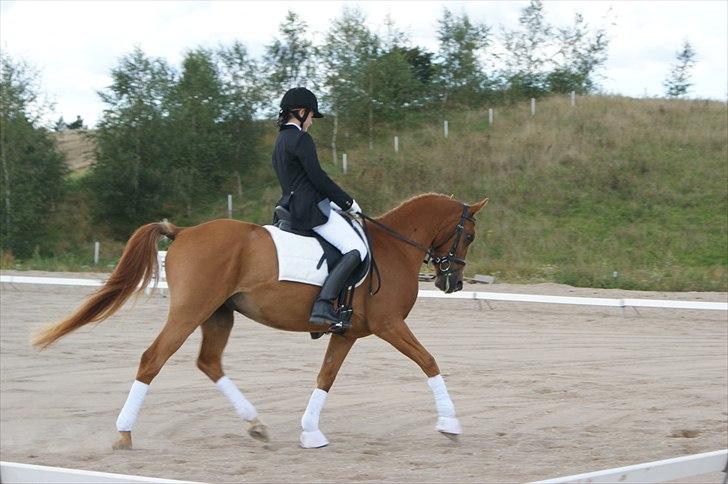 Anden særlig race Alfi - Stævne på HF billede 13