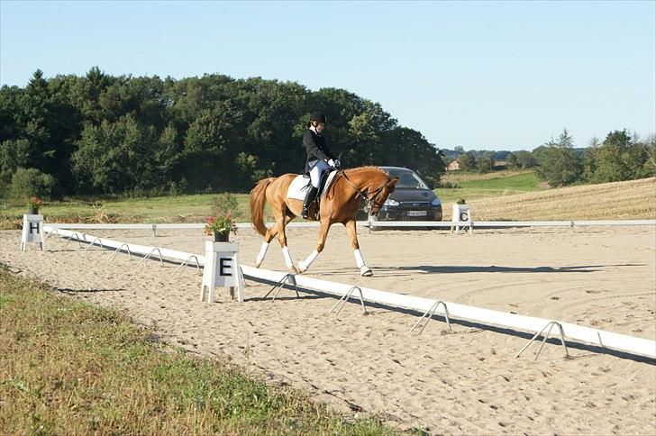 Anden særlig race Alfi billede 15