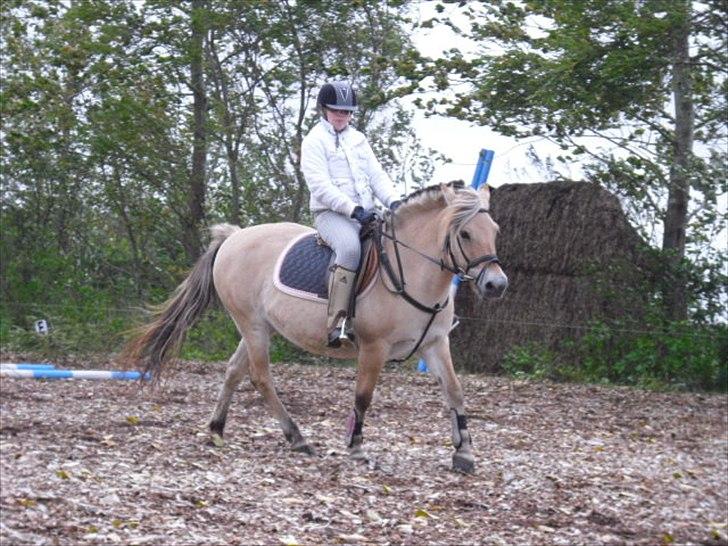 Fjordhest Nette <3 (mor til Molli) •himmelpony• - du er alt<3 billede 14