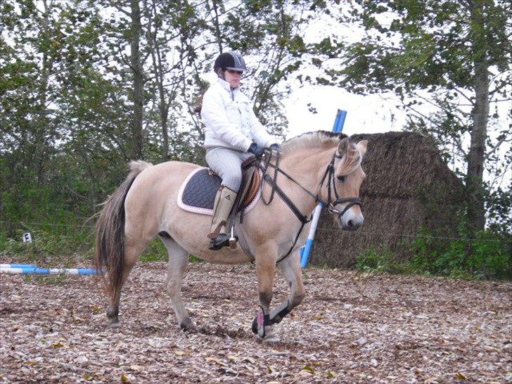 Fjordhest Nette <3 (mor til Molli) •himmelpony• - vi er bare alt sammen<3 billede 15