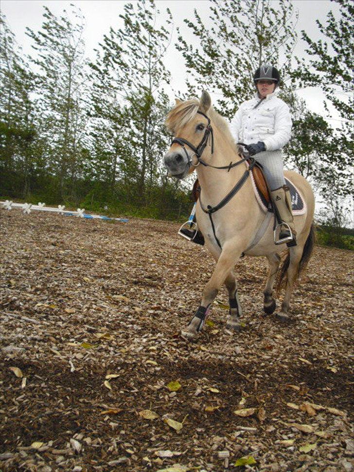 Fjordhest Nette <3 (mor til Molli) •himmelpony• - nyt billede :P elsker dig min pony:P billeder taget af line :) billede 16