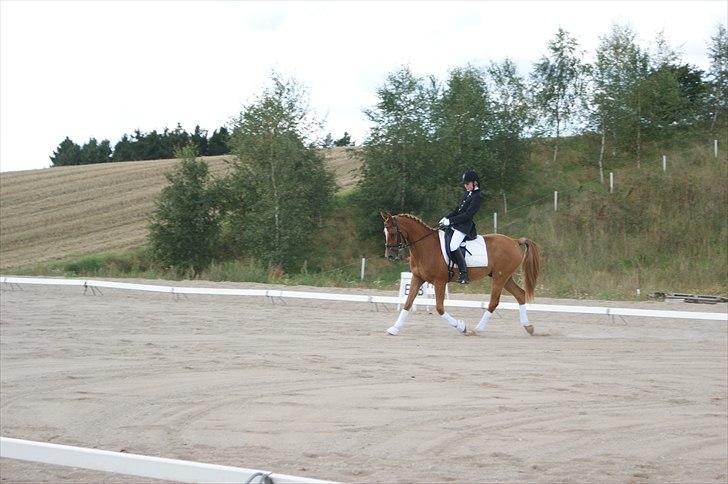 Anden særlig race Alfi billede 16