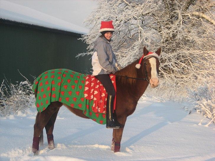 Anden særlig race Safi Rubin (SOLGT) - vinter på rvv billede 1