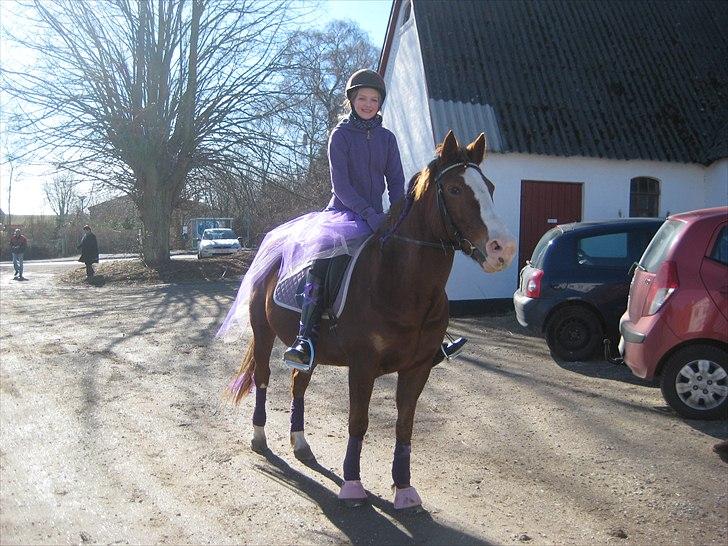 Anden særlig race Safi Rubin (SOLGT) - fastalavn 2011 billede 2