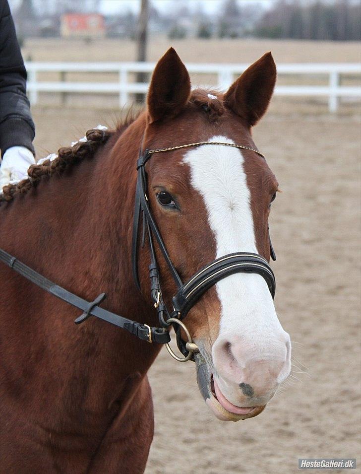 Anden særlig race Safi Rubin (SOLGT) - stævne :b billede 4