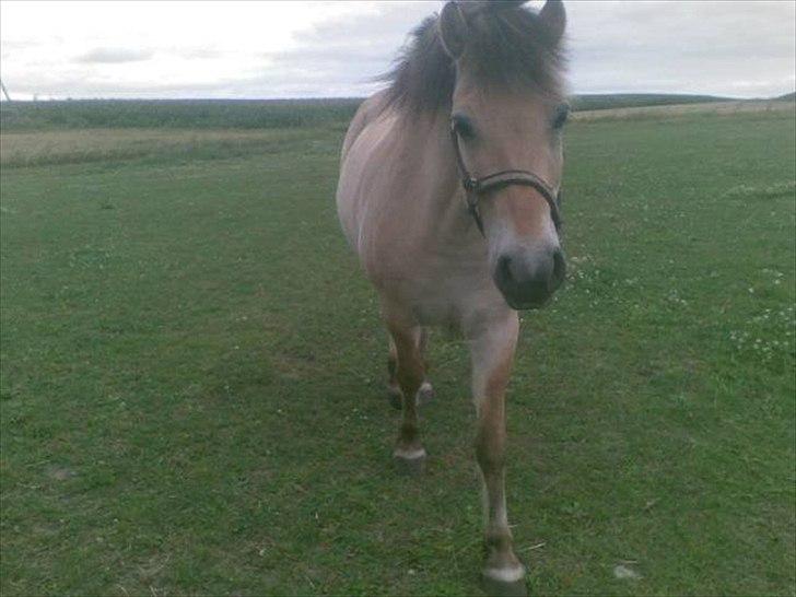 Fjordhest Ebbetorns Fonzie *R.I.P* - Velkommen til Fonzies profil.. billede 1