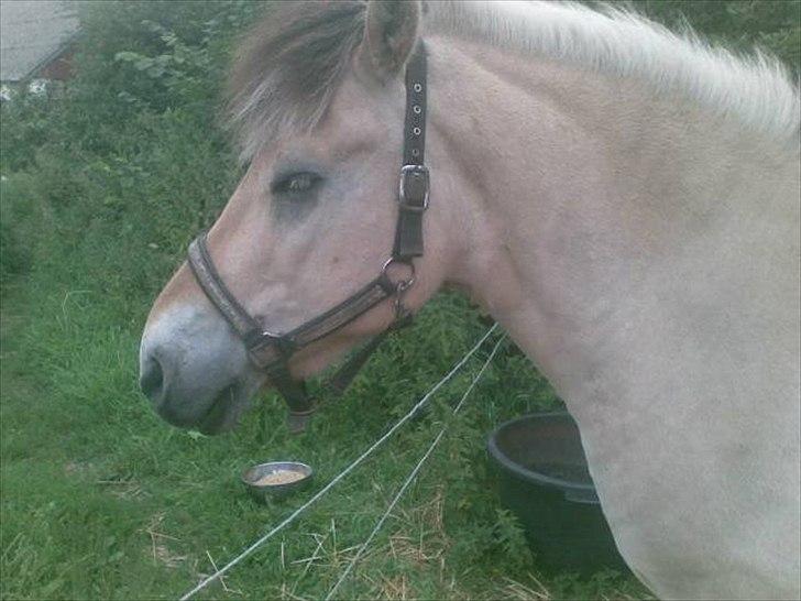 Fjordhest Ebbetorns Fonzie *R.I.P* - Fonzie fra siden. billede 2