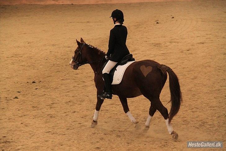 Anden særlig race Safi Rubin (SOLGT) - stævne billede 6