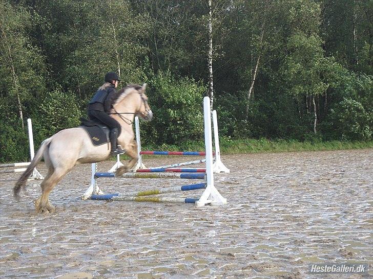 Fjordhest Amigo - Amigo sætter stort af. billede 18