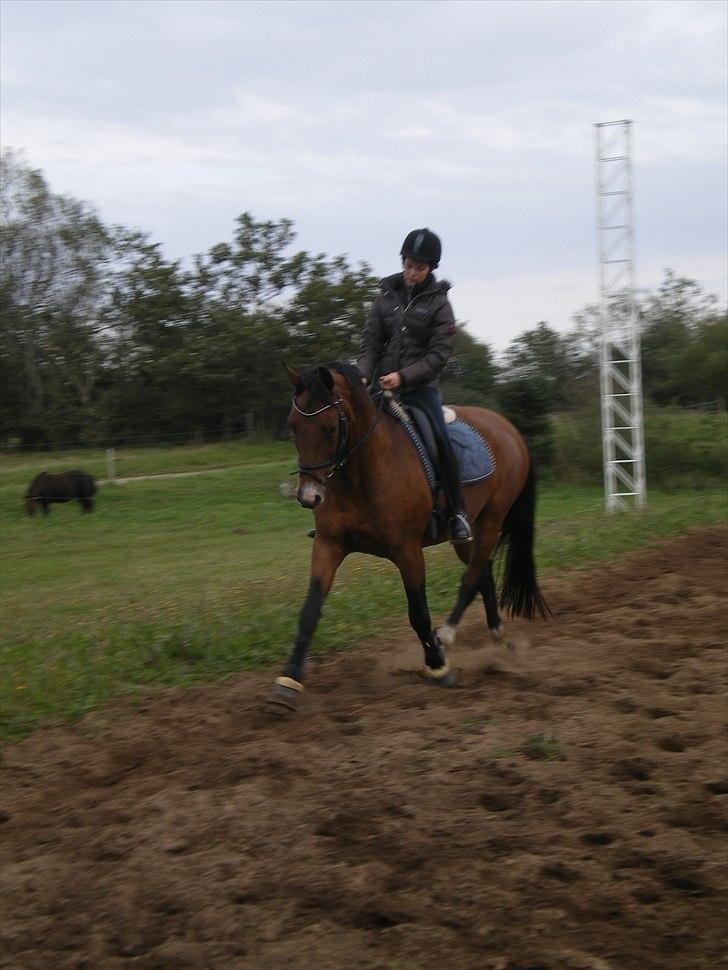 Dansk Varmblod May Daphine - dressur træning d.22-9 . billede 12